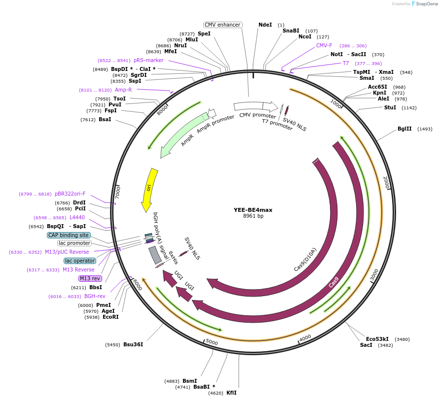 138157-plasmid-map-sequence-id-272348