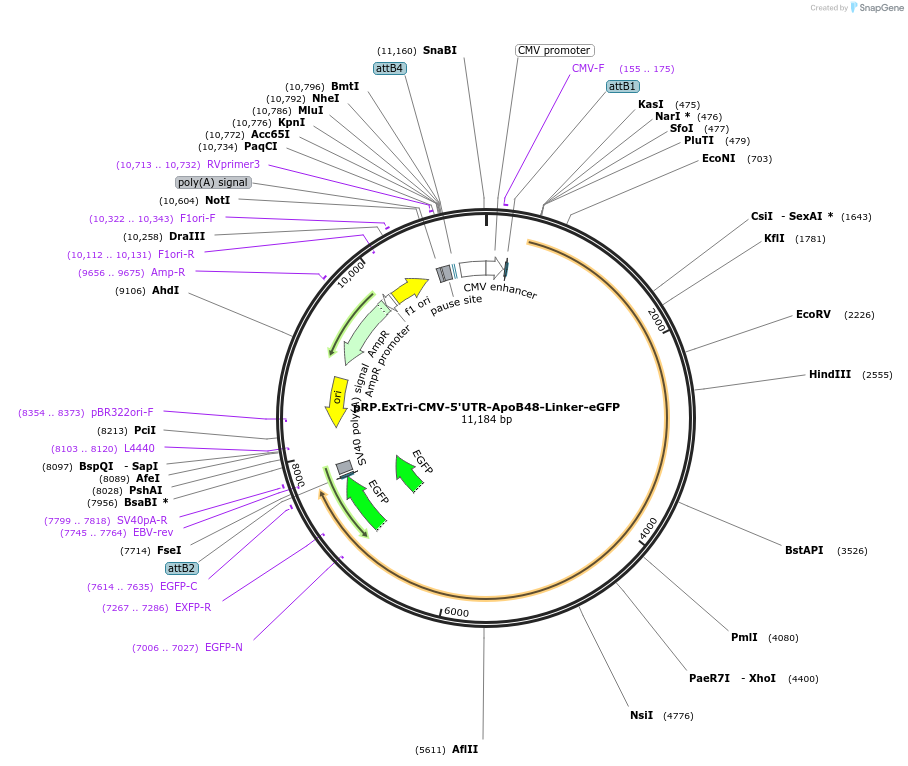 138334-plasmid-map-sequence-id-272356