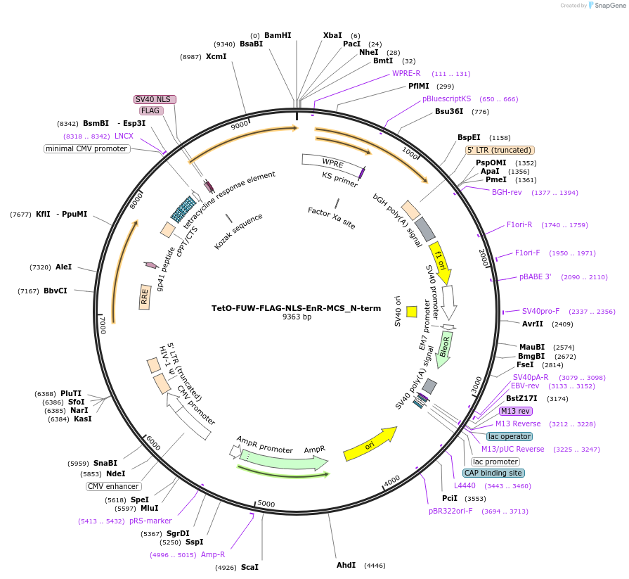 136884-plasmid-map-sequence-id-272359