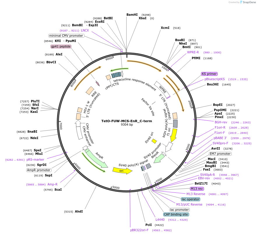 136885-plasmid-map-sequence-id-272361