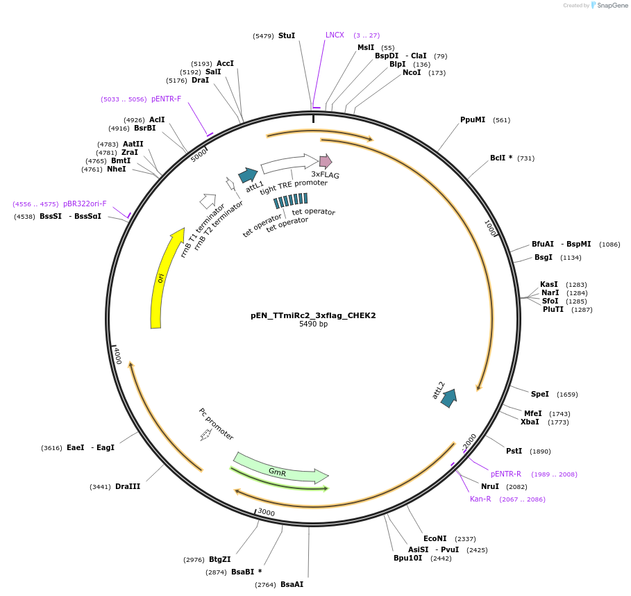 136526-plasmid-map-sequence-id-272363