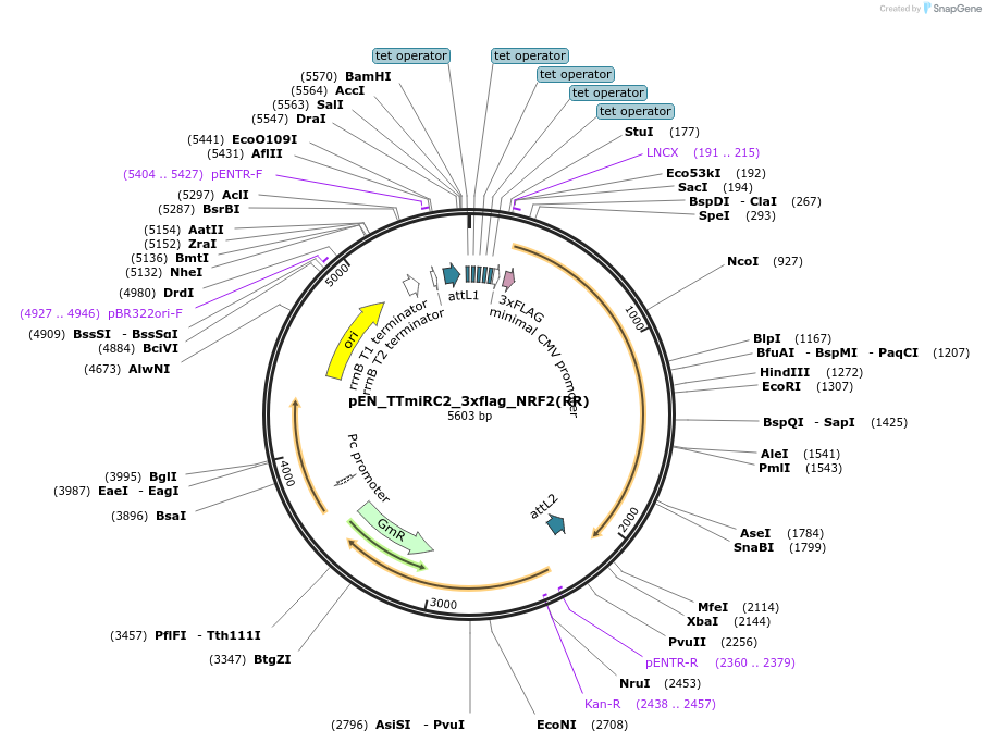 136522-plasmid-map-sequence-id-272397