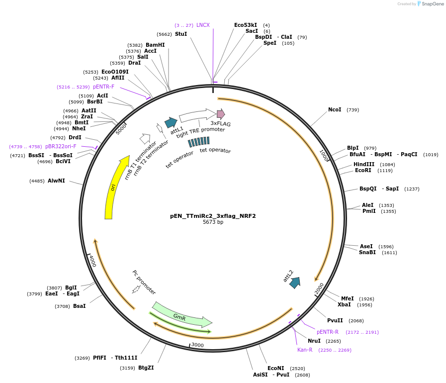 136527-plasmid-map-sequence-id-272407