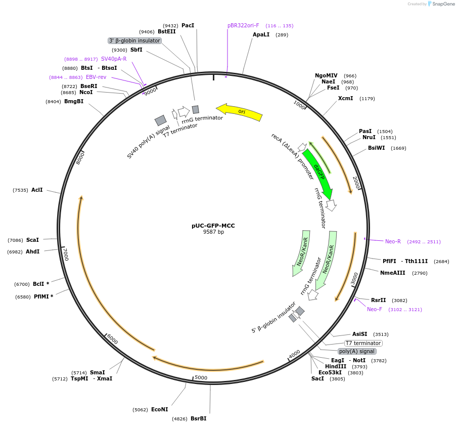 133307-plasmid-map-sequence-id-272413