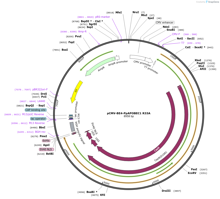 138345-plasmid-map-sequence-id-272416