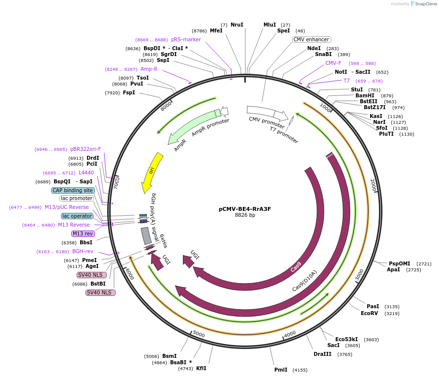 138340-plasmid-map-sequence-id-272418