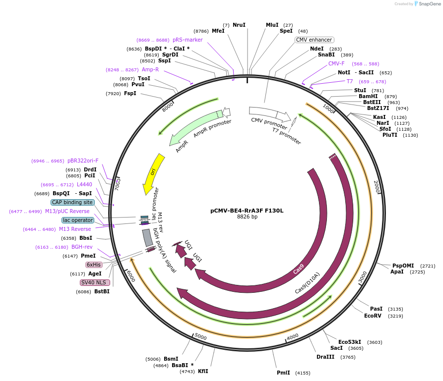 138341-plasmid-map-sequence-id-272420