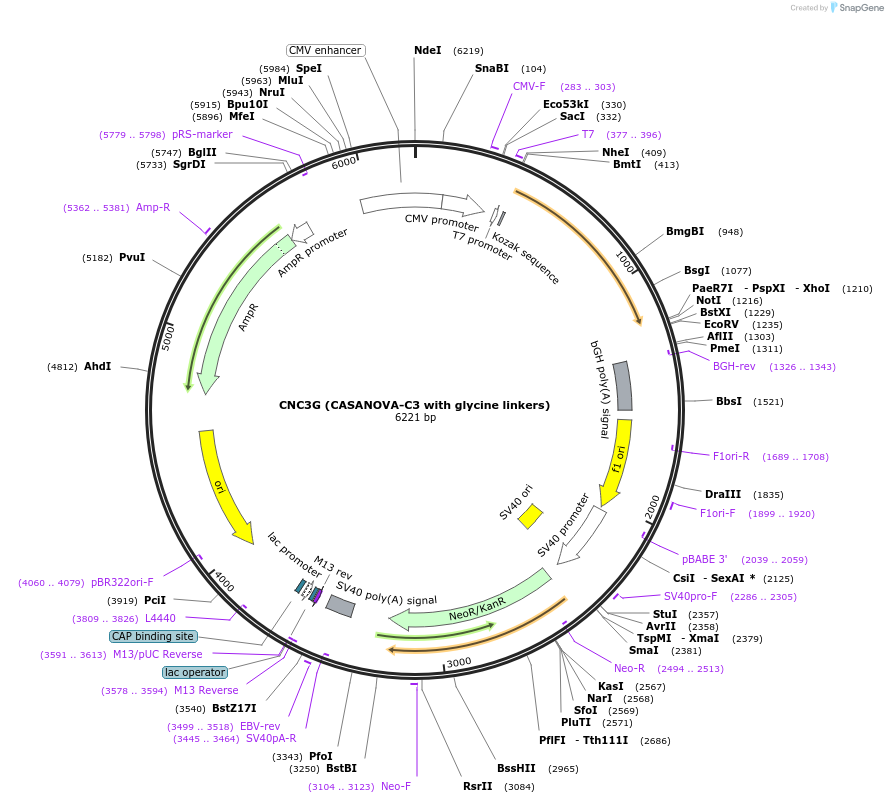 137192-plasmid-map-sequence-id-272422