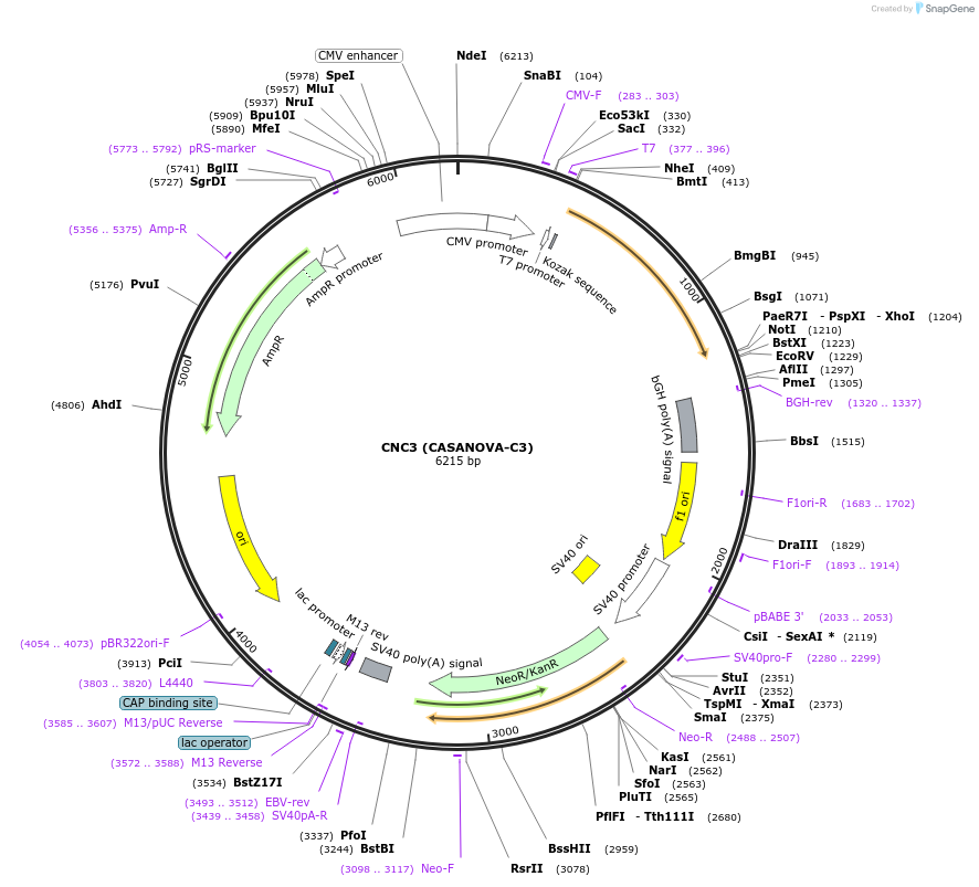 137191-plasmid-map-sequence-id-272423