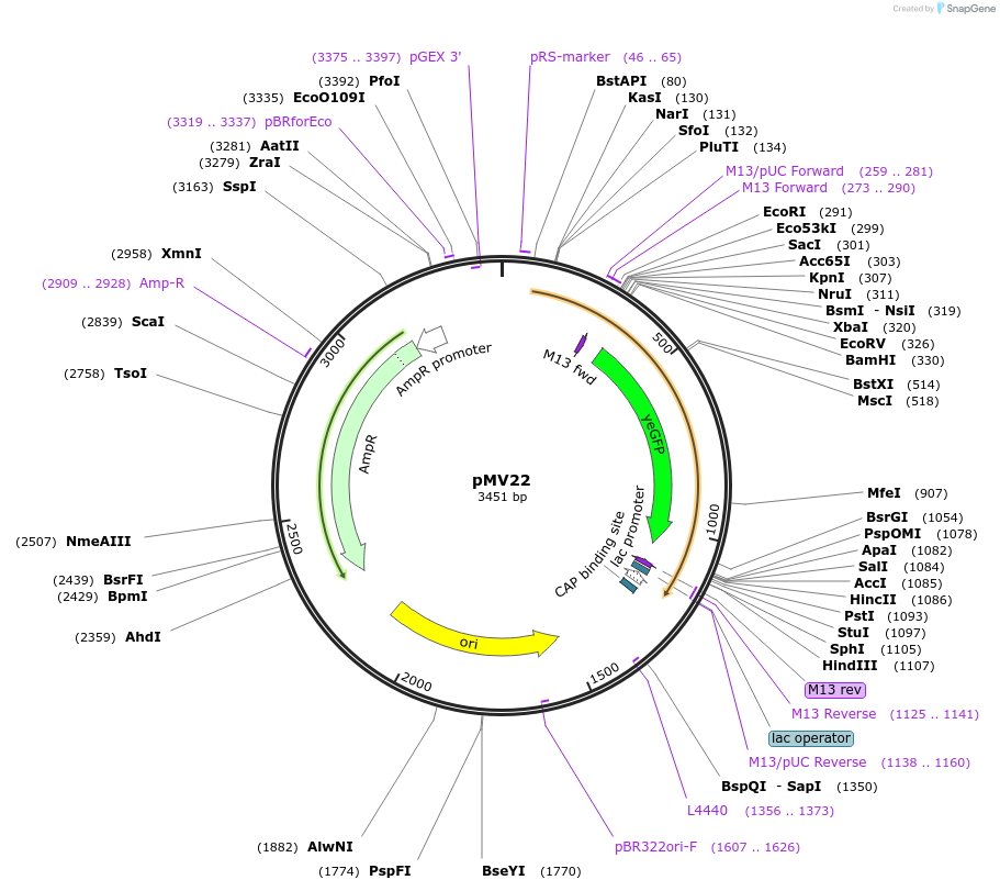 128884-plasmid-map-sequence-id-272424