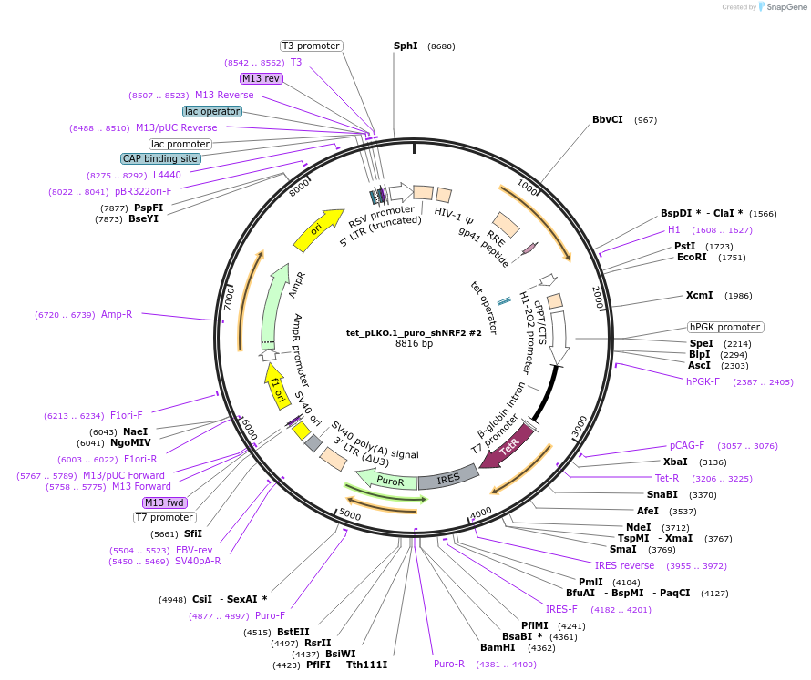 136585-plasmid-map-sequence-id-272425
