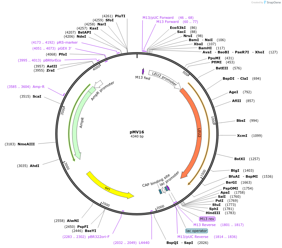 128894-plasmid-map-sequence-id-272427