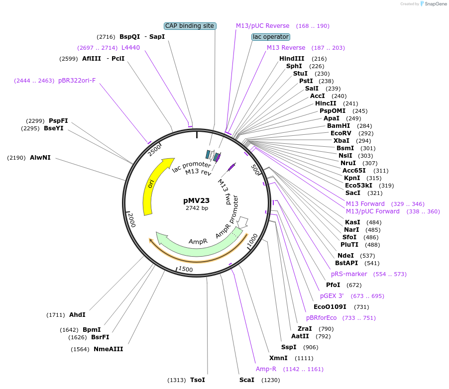 128887-plasmid-map-sequence-id-272428