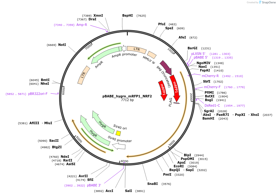 136579-plasmid-map-sequence-id-272429