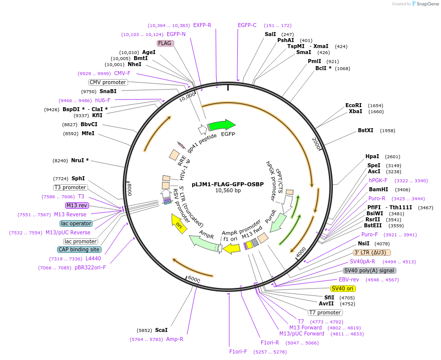 134659-plasmid-map-sequence-id-272431