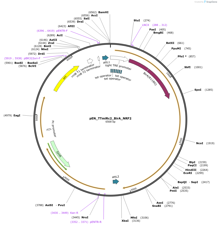 136524-plasmid-map-sequence-id-272432