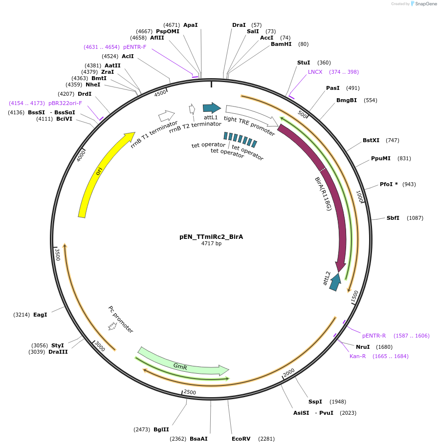 136521-plasmid-map-sequence-id-272436