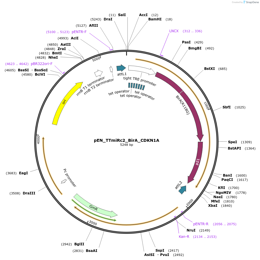 136523-plasmid-map-sequence-id-272437