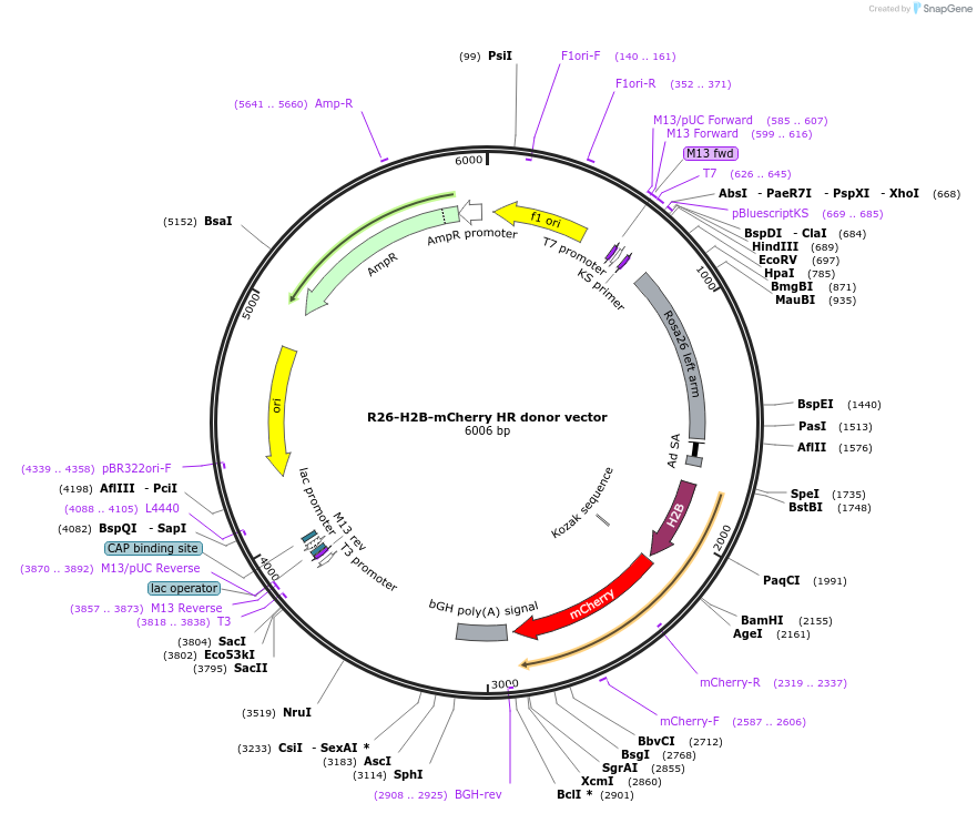 137928-plasmid-map-sequence-id-272482