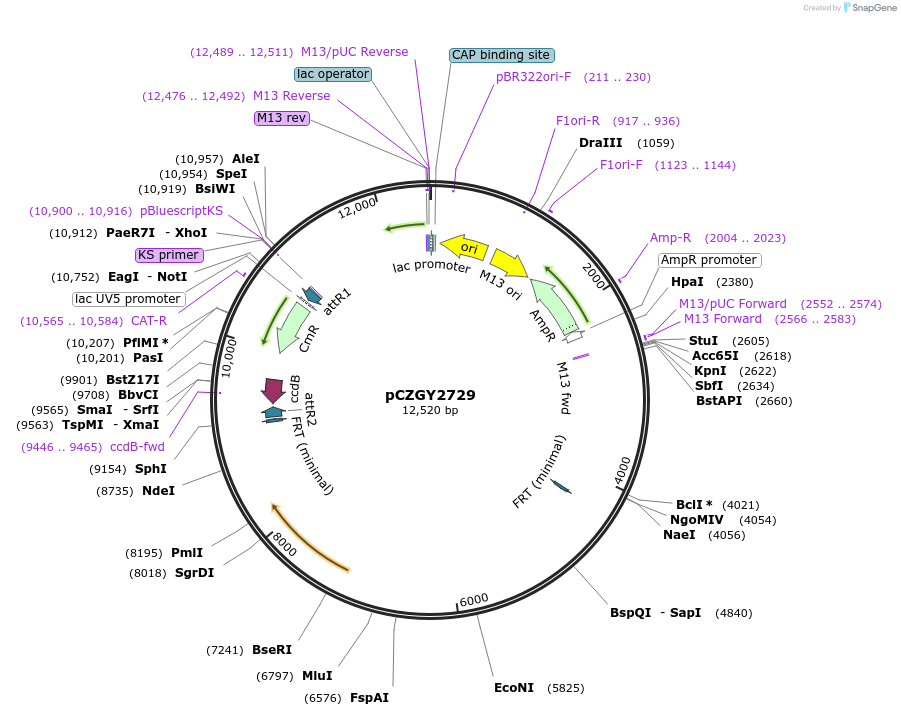 135096-plasmid-map-sequence-id-272485