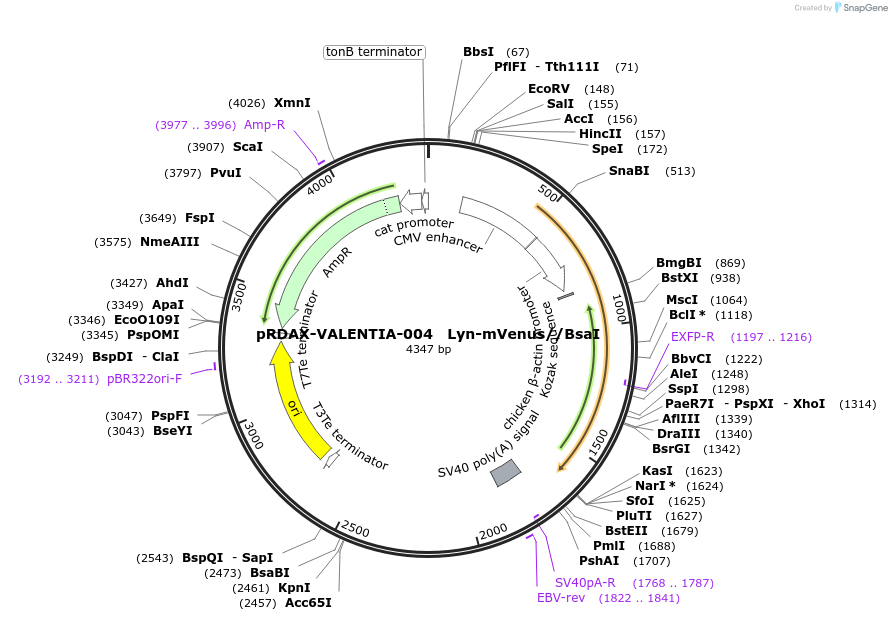 130185-plasmid-map-sequence-id-272490