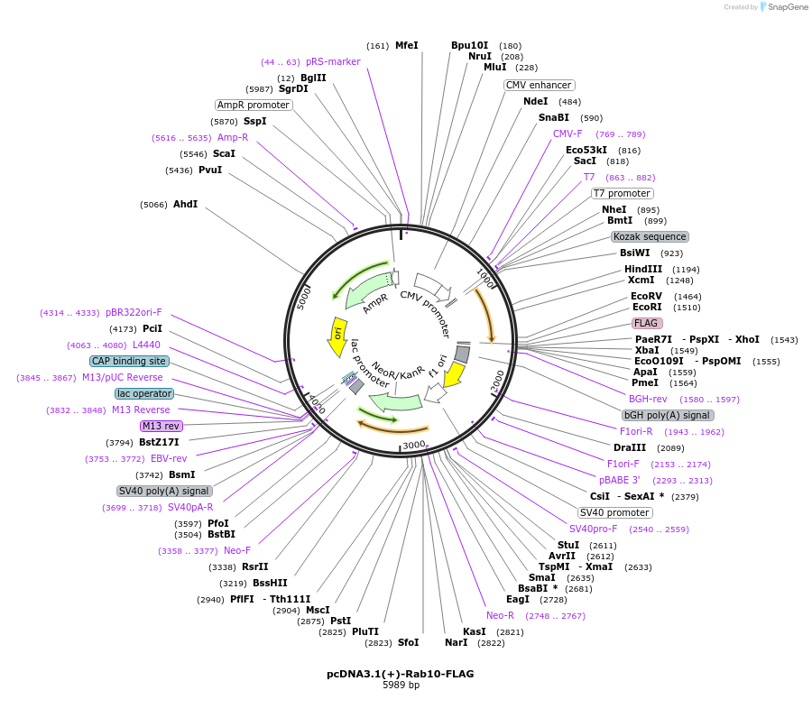 135559-plasmid-map-sequence-id-272497
