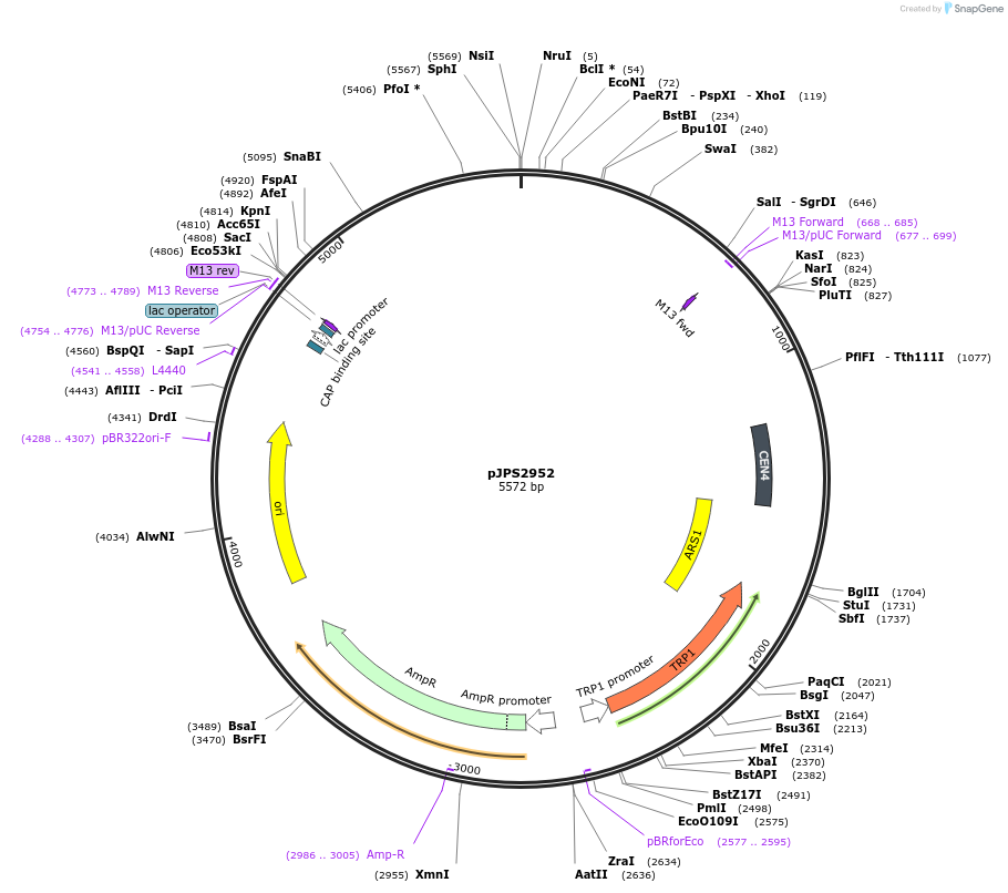 135586-plasmid-map-sequence-id-272499