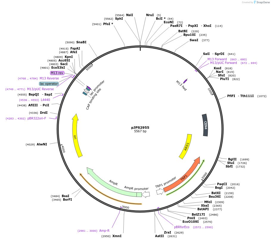 135589-plasmid-map-sequence-id-272504