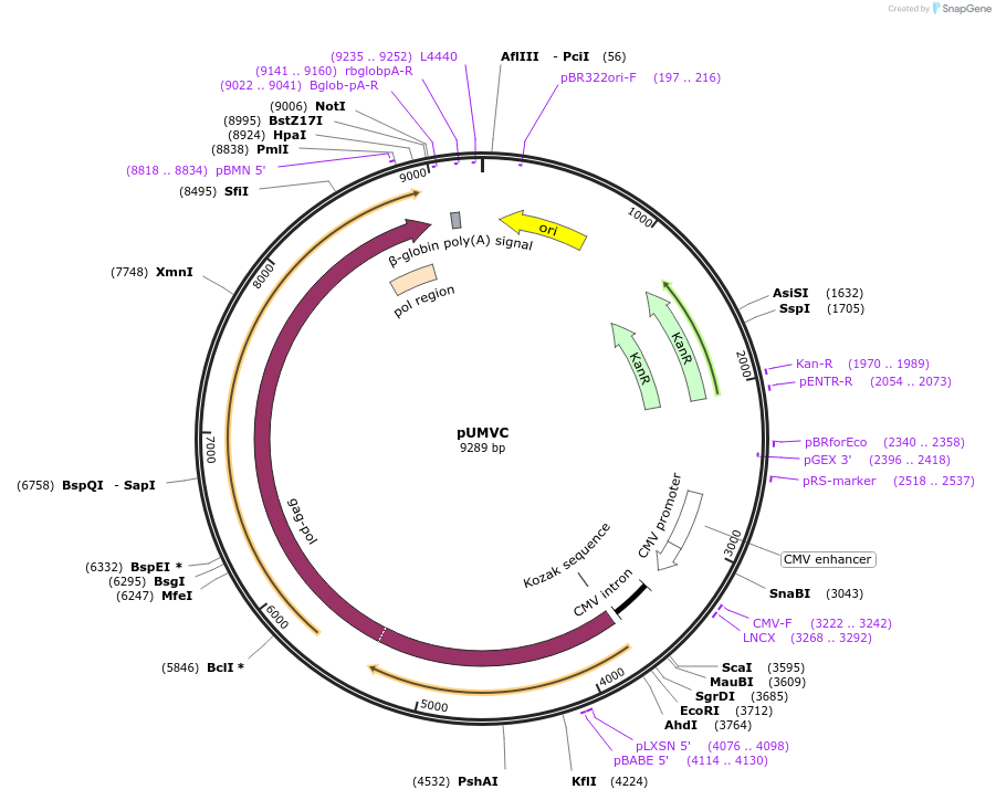 8449-plasmid-map-sequence-id-272509