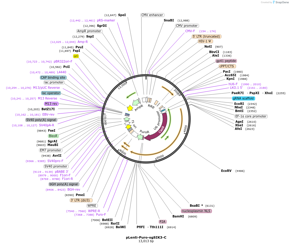 138683-plasmid-map-sequence-id-272520