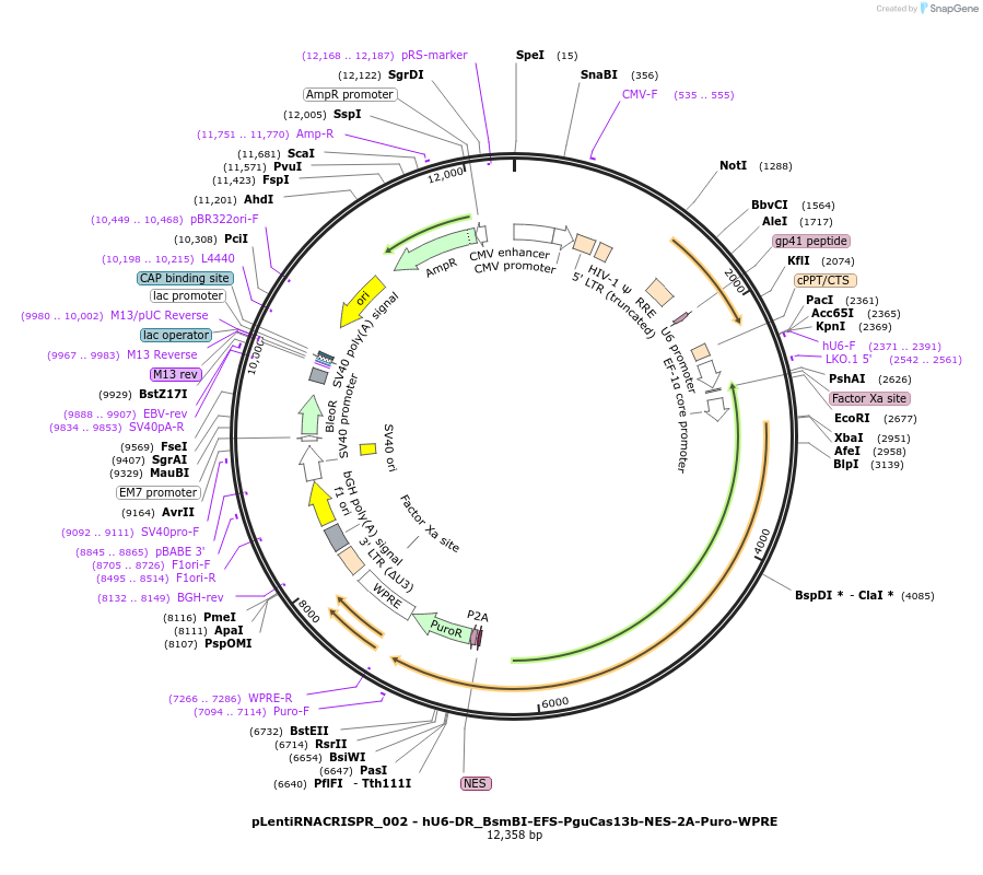 138144-plasmid-map-sequence-id-272529