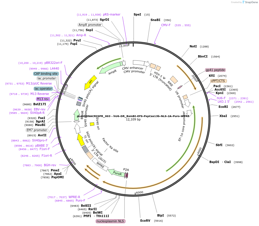 138145-plasmid-map-sequence-id-272531
