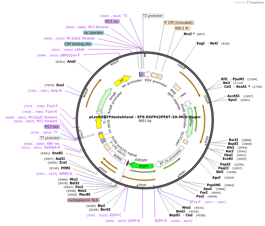 138152-plasmid-map-sequence-id-272539