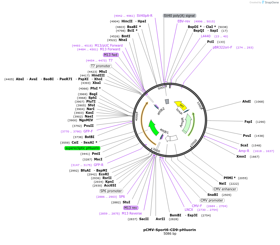 130905-plasmid-map-sequence-id-272542