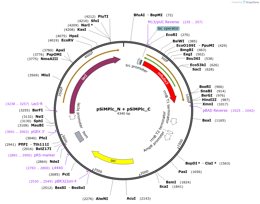 134312-plasmid-map-sequence-id-272560