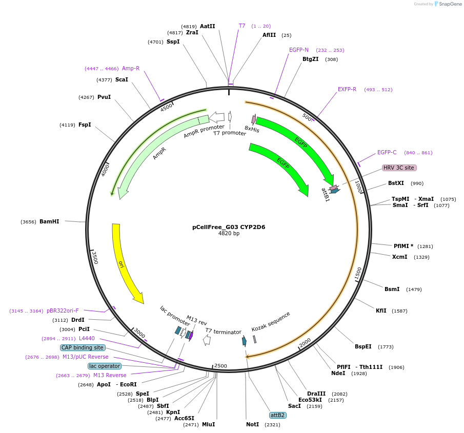 67090-plasmid-map-sequence-id-272579