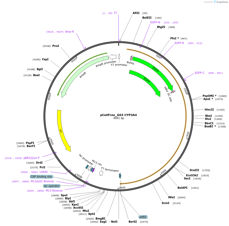 67104-plasmid-map-sequence-id-272580