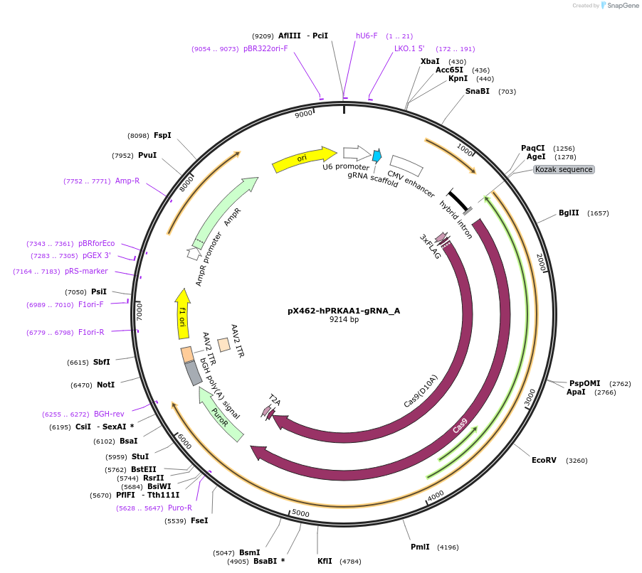 74374-plasmid-map-sequence-id-272585