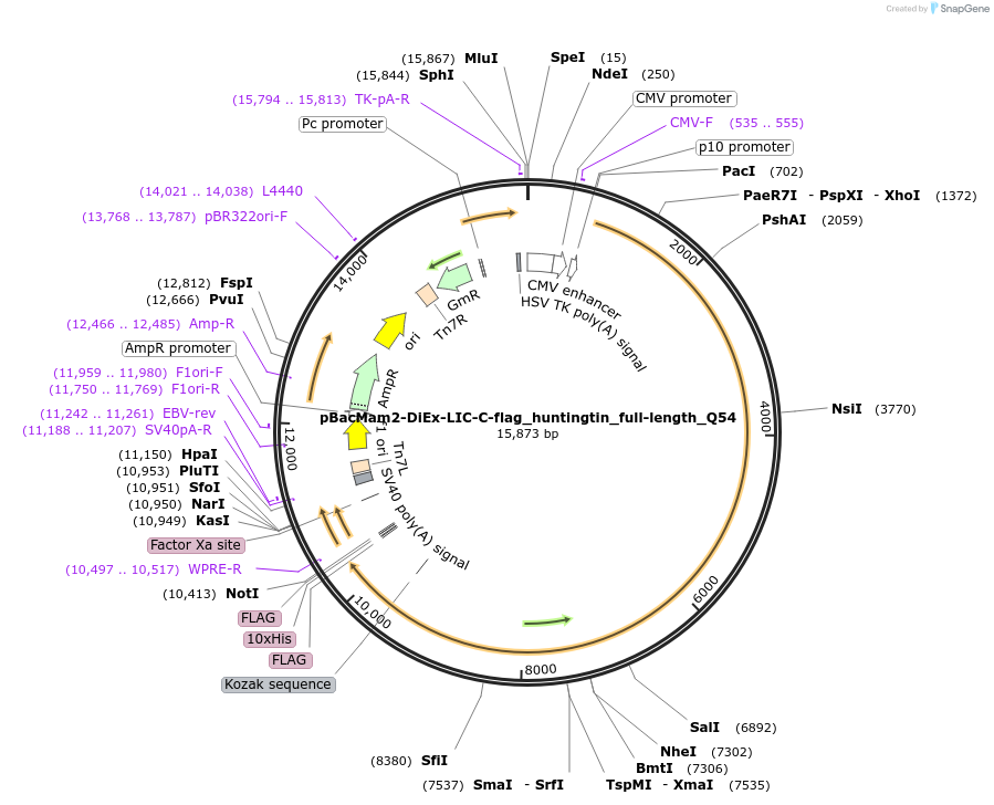 111727-plasmid-map-sequence-id-272590