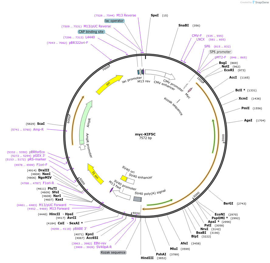 127618-plasmid-map-sequence-id-272639