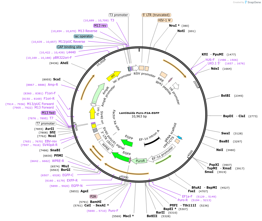 137729-plasmid-map-sequence-id-272646