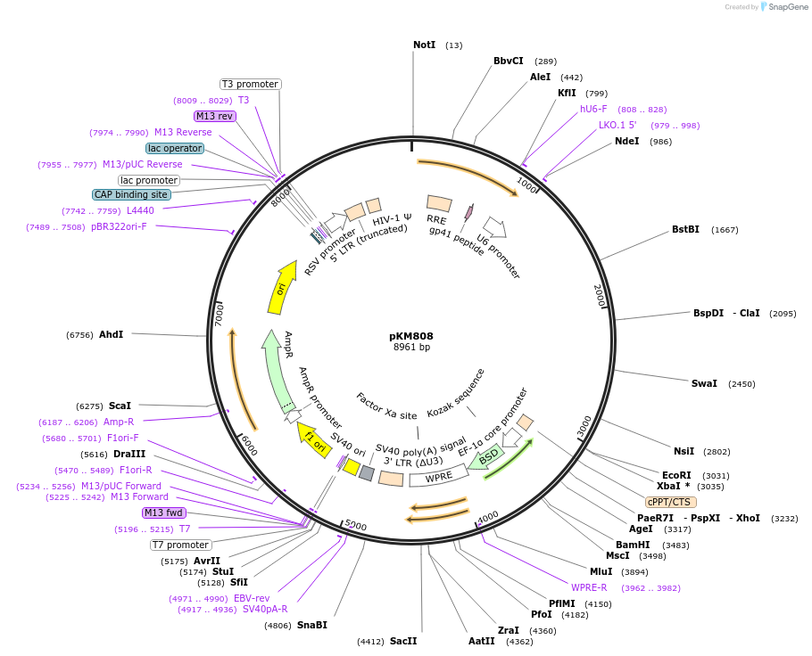 134181-plasmid-map-sequence-id-272661