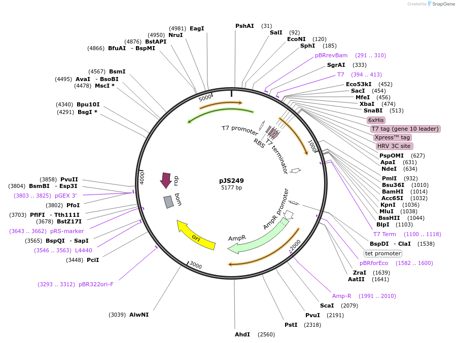 134146-plasmid-map-sequence-id-272665