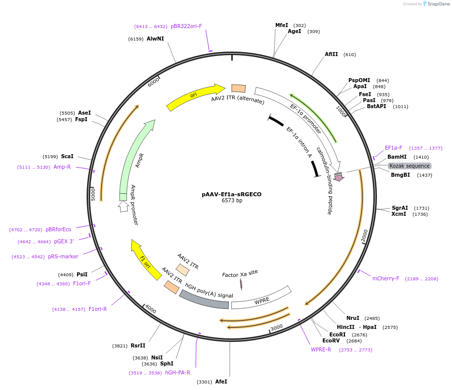137125-plasmid-map-sequence-id-272666