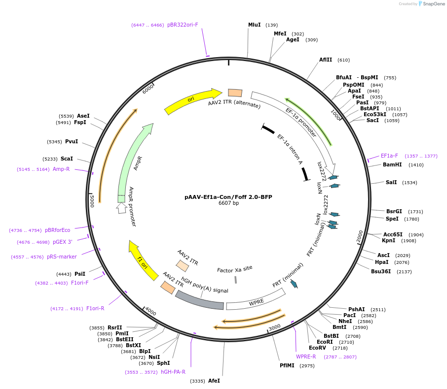 137130-plasmid-map-sequence-id-272671