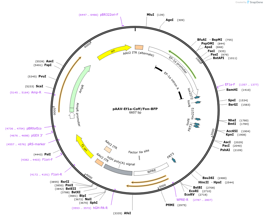 137131-plasmid-map-sequence-id-272674