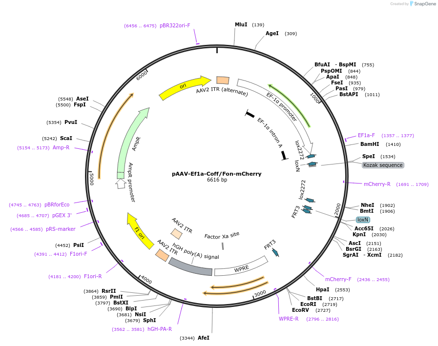 137134-plasmid-map-sequence-id-272675