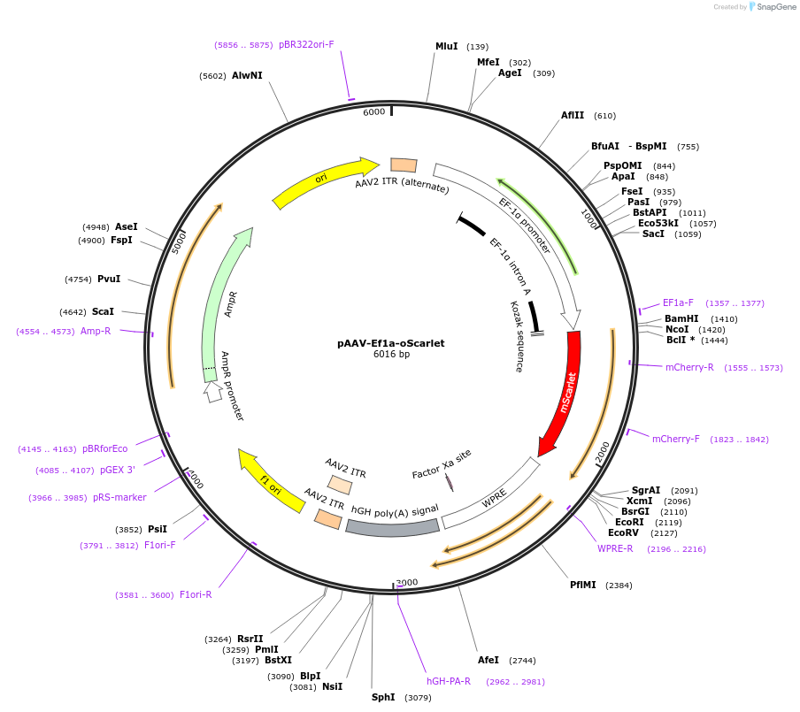 137135-plasmid-map-sequence-id-272677
