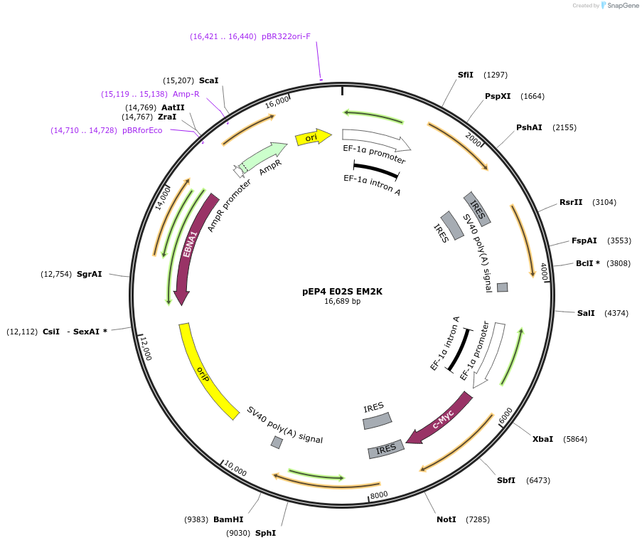20923-plasmid-map-sequence-id-272720