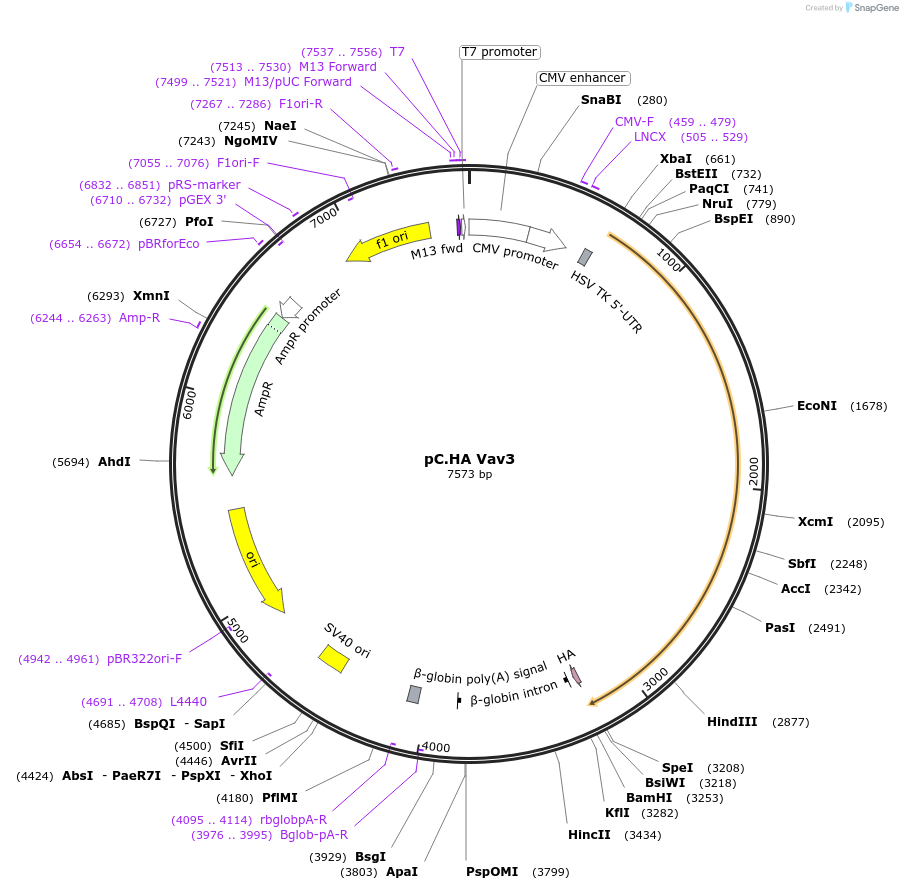 14555-plasmid-map-sequence-id-272723